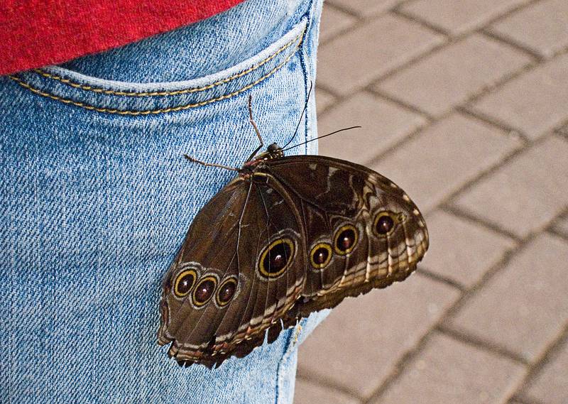 A butterfly on Joyce's jeans.<br />June 27, 2010 - The Butterfly Place in Westford, Massachusetts.