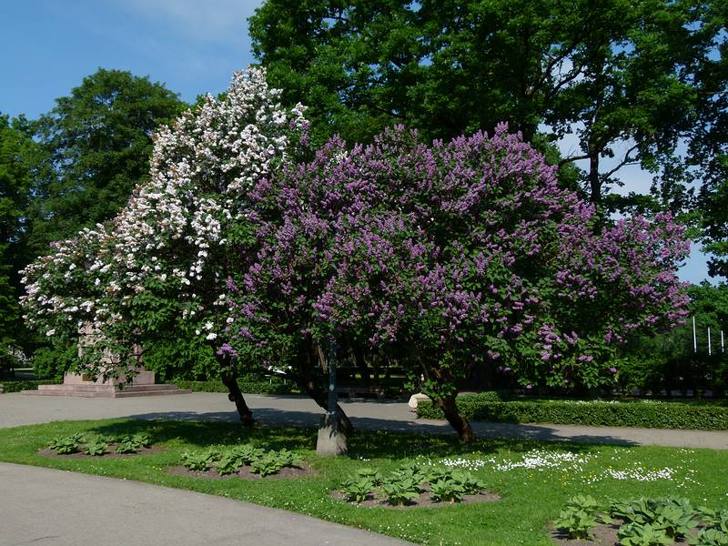 Lilacs on the Esplanade.<br />June 2, 2011 - Riga, Latvia.