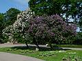 Lilacs on the Esplanade.<br />June 2, 2011 - Riga, Latvia.