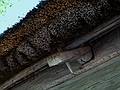 Detail of thatched roof.<br />Latvian Ethnographic Open Air Museum.<br />June 4, 2011 - Riga, Latvia.