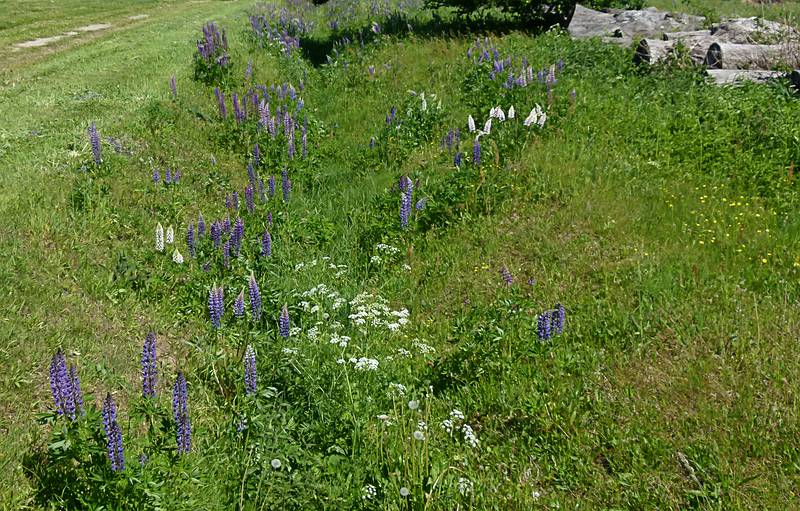 Pedvale Open-Air Art Museum.<br />June 6, 2011 - Pedvale, Latvia.