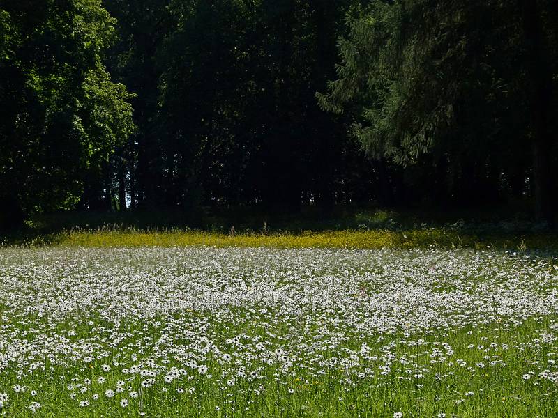 Flowers galore everywhere.<br />View from a path along Lielupe on the palace property.<br />June 7, 2011 - Meotne, Latvia.