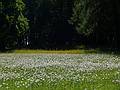 Flowers galore everywhere.<br />View from a path along Lielupe on the palace property.<br />June 7, 2011 - Meotne, Latvia.