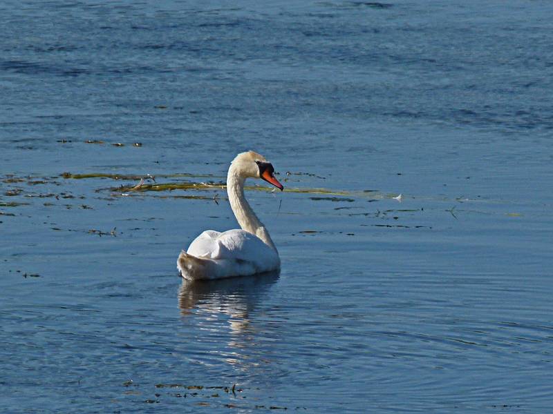 Swan.<br />View from a path along Lielupe on the palace property.<br />June 7, 2011 - Meotne, Latvia.