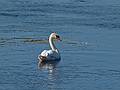 Swan.<br />View from a path along Lielupe on the palace property.<br />June 7, 2011 - Meotne, Latvia.