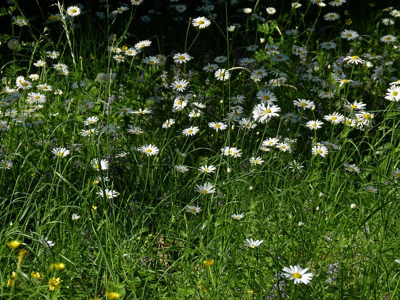 More flowers.<br />View from a path along Lielupe on the palace property.<br />June 7, 2011 - Meotne, Latvia.