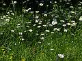 More flowers.<br />View from a path along Lielupe on the palace property.<br />June 7, 2011 - Meotne, Latvia.