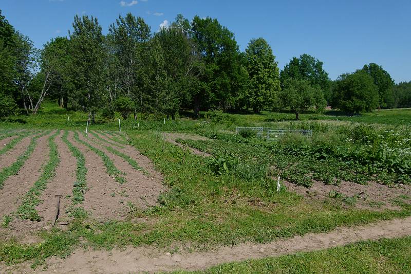 Vegetable garden.<br />On an eco farm.<br />June 8, 2011 - North of Aluksne, near the Estonian border, Latvia.