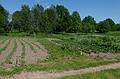 Vegetable garden.<br />On an eco farm.<br />June 8, 2011 - North of Aluksne, near the Estonian border, Latvia.