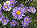 Asters.<br />June 8, 2011 - Gulbene, Latvia.