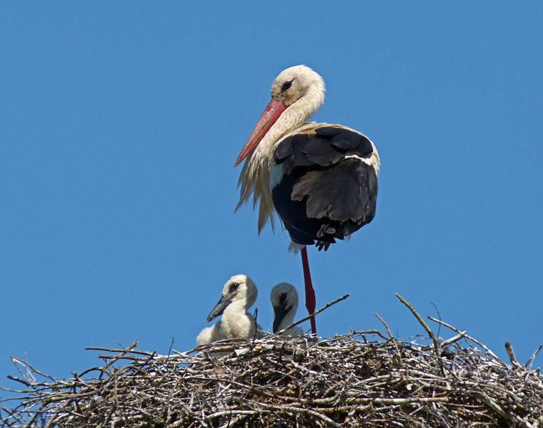 Stork nest near Velena Ev. Lutheran Church.<br />June 9, 2011 - Velena, Vidzeme, Latvia.