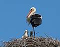 Stork nest near Velena Ev. Lutheran Church.<br />June 9, 2011 - Velena, Vidzeme, Latvia.