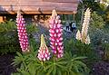 June 9, 2011 - At Annas Resort, Zaubes pagasts (parish), Latvia.