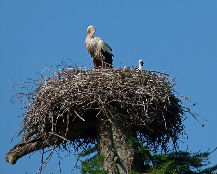 Storks in front of the building.<br />June 10, 2011 - At Annas Resort, Zaubes pagasts (rural municipality), Latvia.