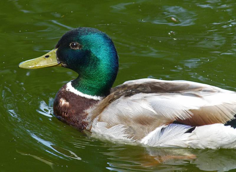 Mallard.<br />Maija Park.<br />June 10, 2011 - Cesis, Latvia.