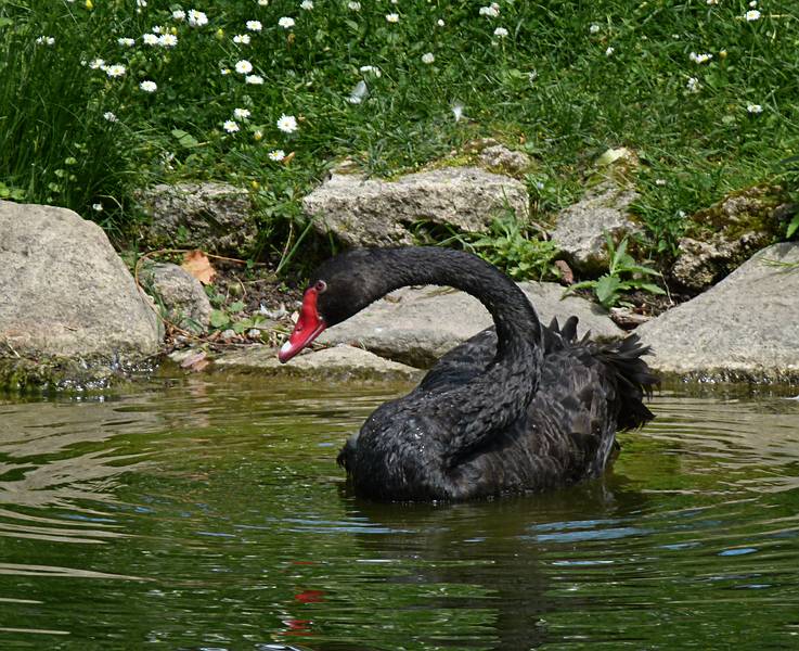 Black swan.<br />Maija Park.<br />June 10, 2011 - Cesis, Latvia.