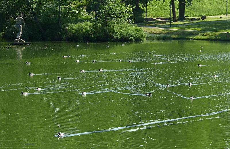 New arrivals (us) at the pond requires check for food.<br />Pils (Castle) Park.<br />June 10, 2011 - Cesis, Latvia.