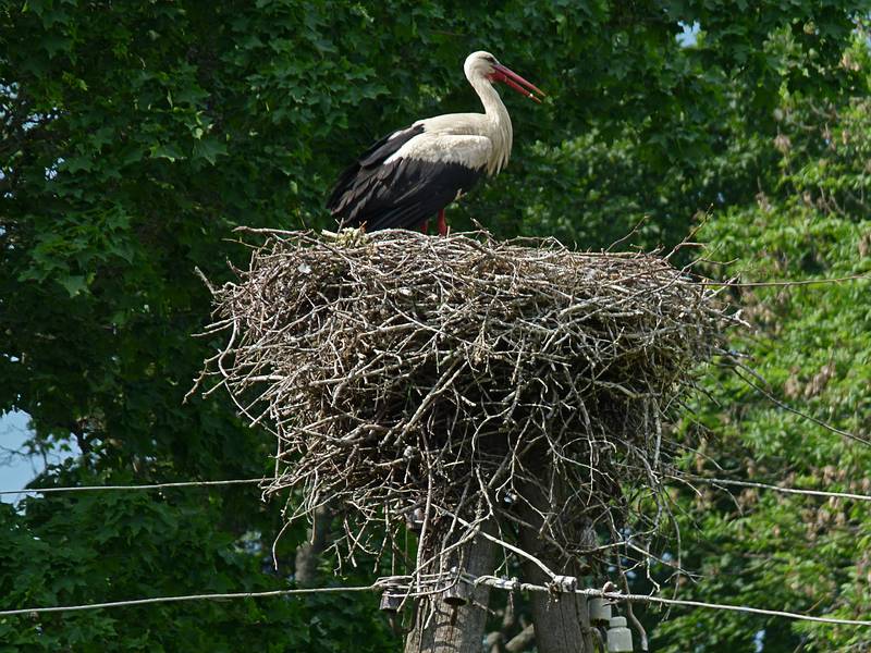 Stork on the Ungurmuia Manor property.<br />June 10. 2011 - Ungurmuia, Cesis District, Latvia.