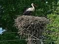 Stork on the Ungurmuia Manor property.<br />June 10. 2011 - Ungurmuia, Cesis District, Latvia.