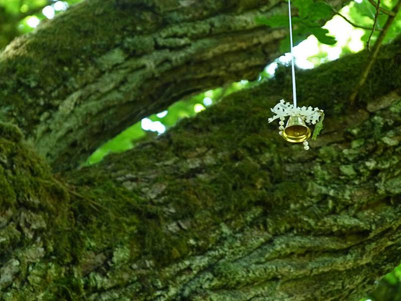 Wedding object thrown into the big oak by wedding parties.<br />Birinu Palace grounds.<br />June 11, 2011 - Birini, Latvia.