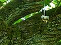 Wedding object thrown into the big oak by wedding parties.<br />Birinu Palace grounds.<br />June 11, 2011 - Birini, Latvia.