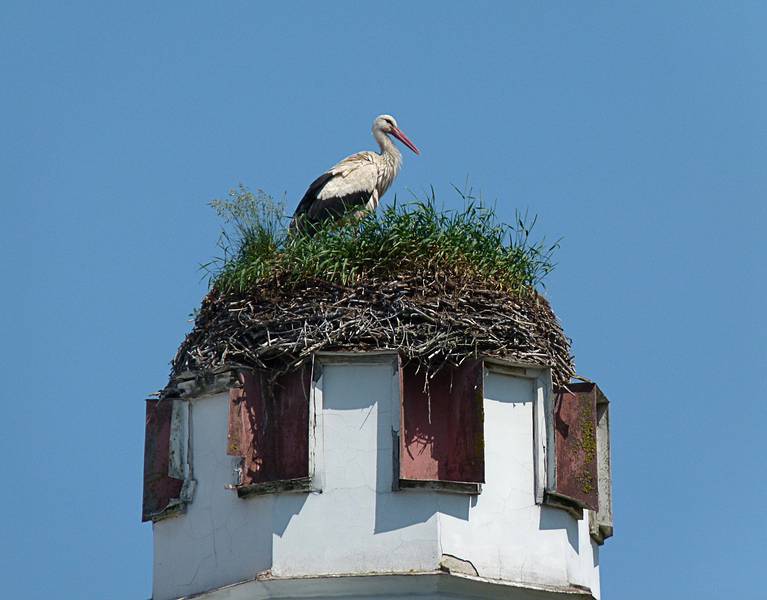 Stork on castle tower.<br />Birinu Palace grounds.<br />June 11, 2011 - Birini, Latvia.
