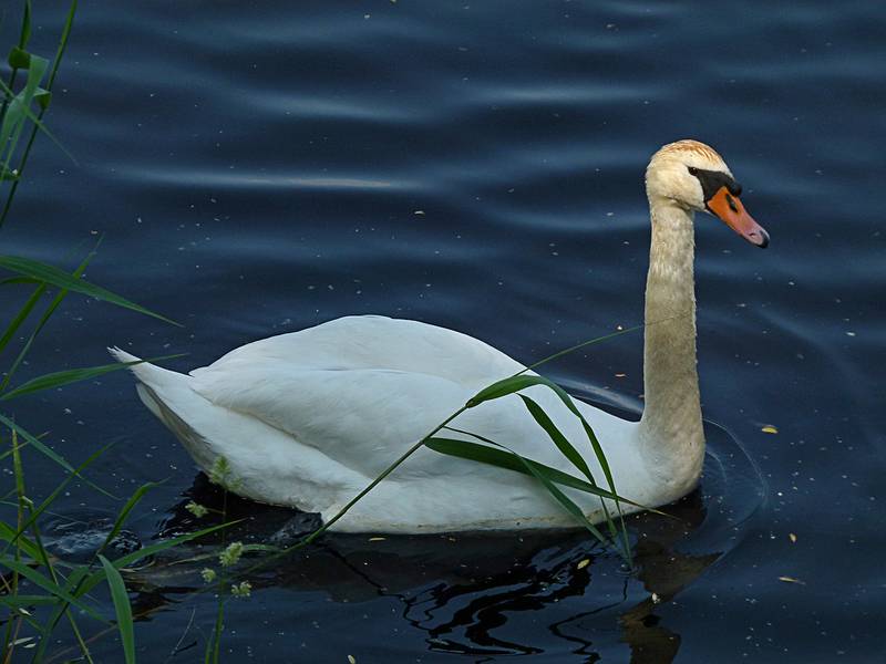 Swan on Birinu Lake.<br />Birinu Palace grounds.<br />June 11, 2011 - Birini, Latvia.