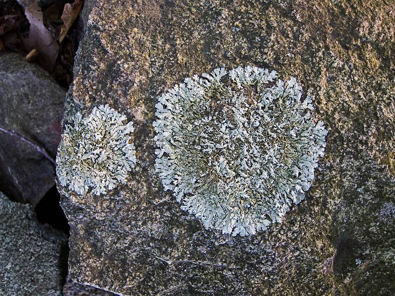 Lichen on wall near main entrance.<br />Artists' tour of 'Play', an Outdoor Sculpture Show at Maudslay.<br />Sept. 17, 2011 - Maudslay State Park, Newburyport, Massachusetts.