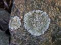Lichen on wall near main entrance.<br />Artists' tour of 'Play', an Outdoor Sculpture Show at Maudslay.<br />Sept. 17, 2011 - Maudslay State Park, Newburyport, Massachusetts.