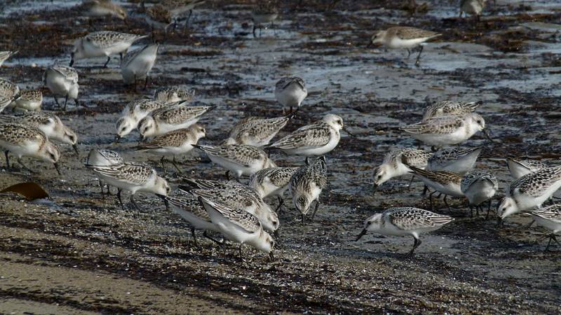 Least sandpipers.<br />Sept. 25, 2011 - Sandy Point State Reservation, Plum Island, Massachusetts.