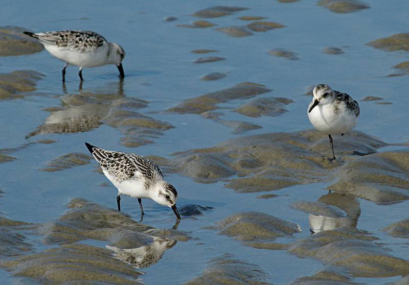 Sandpipers.<br />Sept. 25, 2011 - Parker River National Wildlife Refuge, Plum Island, Massachusetts.