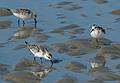 Sandpipers.<br />Sept. 25, 2011 - Parker River National Wildlife Refuge, Plum Island, Massachusetts.
