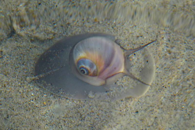 Snail under water.<br />Sept. 25, 2011 - Parker River National Wildlife Refuge, Plum Island, Massachusetts.