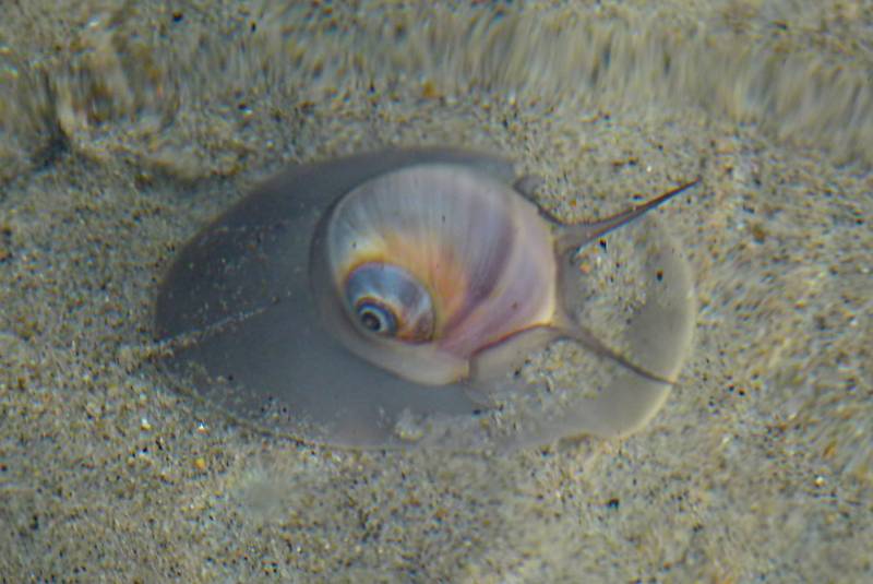 Snail under water.<br />Sept. 25, 2011 - Parker River National Wildlife Refuge, Plum Island, Massachusetts.