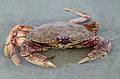 A live crab.<br />Sept. 25, 2011 - Parker River National Wildlife Refuge, Plum Island, Massachusetts.