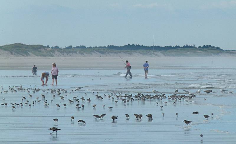 Looking north on beach off parking lot # 6.<br />Sept. 25, 2011 - Parker River National Wildlife Refuge, Plum Island, Massachusetts.