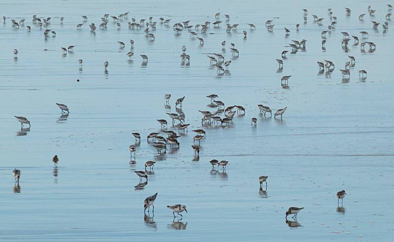 Sandpipers?<br />Sept. 25, 2011 - Parker River National Wildlife Refuge, Plum Island, Massachusetts.