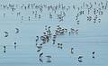 Sandpipers?<br />Sept. 25, 2011 - Parker River National Wildlife Refuge, Plum Island, Massachusetts.