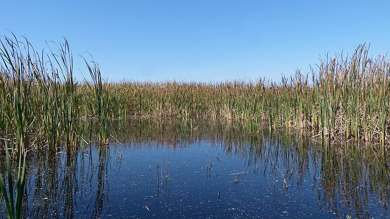 Along the Marsh Loop Trail.<br />At Hellcat Wildlife Observation Area.<br />Oct. 8, 2011 - Parker River National Wildlife Refuge, Plum Island, Massachusetts.