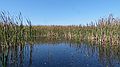 Along the Marsh Loop Trail.<br />At Hellcat Wildlife Observation Area.<br />Oct. 8, 2011 - Parker River National Wildlife Refuge, Plum Island, Massachusetts.