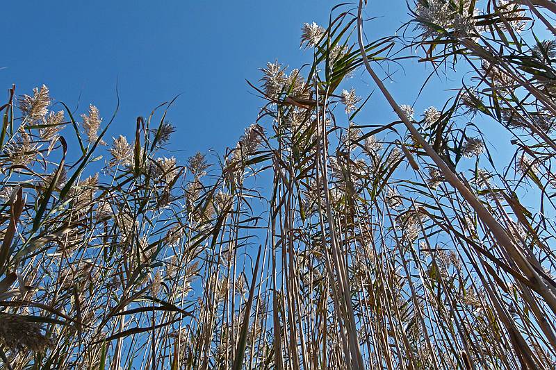 Phragmites and a cat tail.<br />At Hellcat Wildlife Observation Area.<br />Oct. 8, 2011 - Parker River National Wildlife Refuge, Plum Island, Massachusetts.