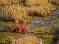 Little River section of the park.<br />Oct. 17, 2011 - Old Town Hill (Trustees of Reservation), Newbury, Massachusetts.