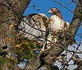 Red tailed hawk with squirrel at end of John's driveway.<br />Oct. 21, 2011 - Newburyport, Massachusetts.
