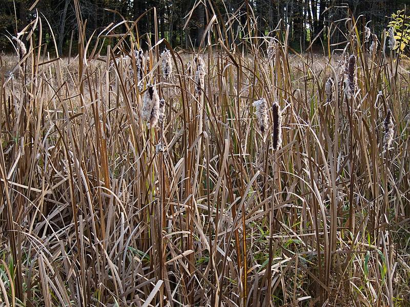 Oct. 21, 2011 - Appleton Farms in Ipswich, Massachusetts.