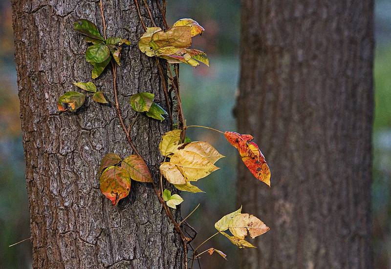 Oct. 21, 2011 - Appleton Farms in Ipswich, Massachusetts.