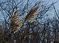 Phragmites.<br />Nov. 5, 2011 - Sandy Point State Reservation, Plum Island, Massachusetts.