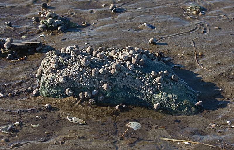 Low tide in Plum Island Sound.<br />Nov. 5, 2011 - Sandy Point State Reservation, Plum Island, Massachusetts.