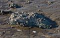 Low tide in Plum Island Sound.<br />Nov. 5, 2011 - Sandy Point State Reservation, Plum Island, Massachusetts.