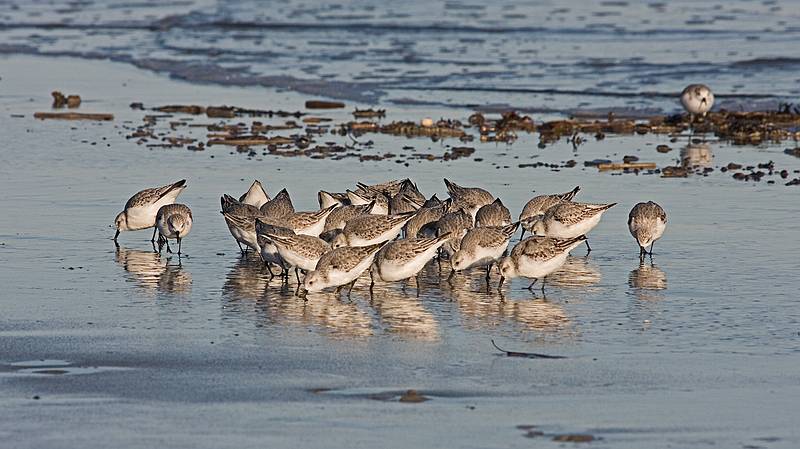 Sanderlings in a feeding frenzy.<br />Nov. 5, 2011 - Sandy Point State Reservation, Plum Island, Massachusetts.