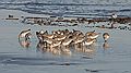 Sanderlings in a feeding frenzy.<br />Nov. 5, 2011 - Sandy Point State Reservation, Plum Island, Massachusetts.